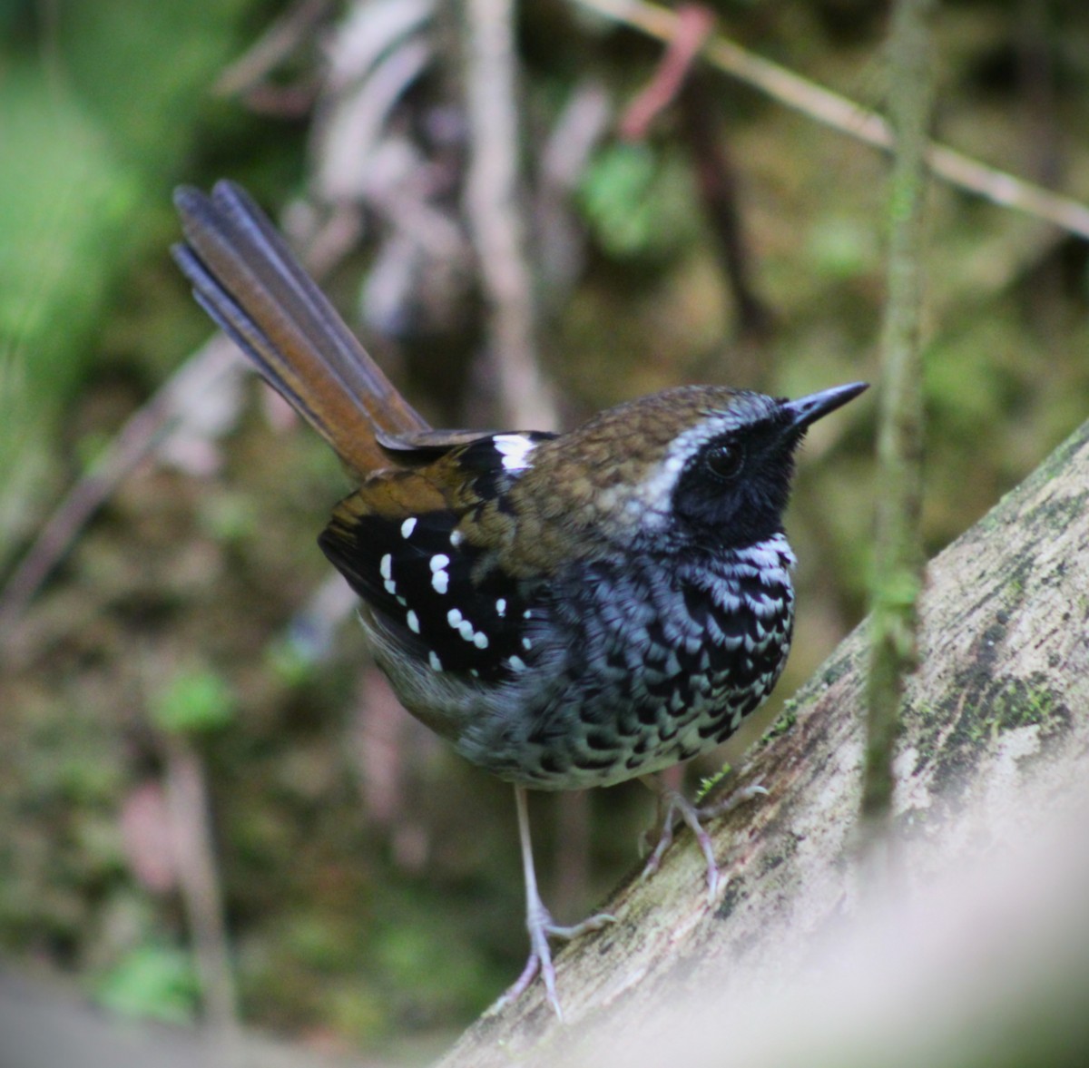 Покривник бразильський - ML645748364