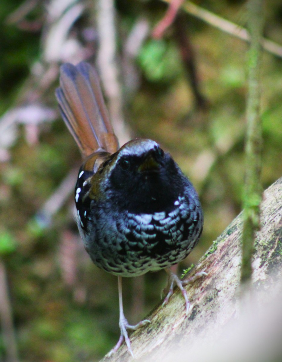 Покривник бразильський - ML645748365