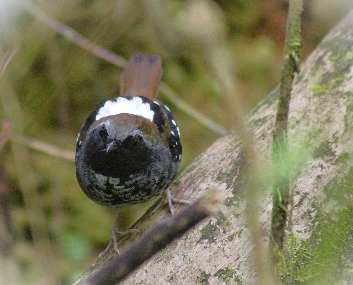 Покривник бразильський - ML645748366