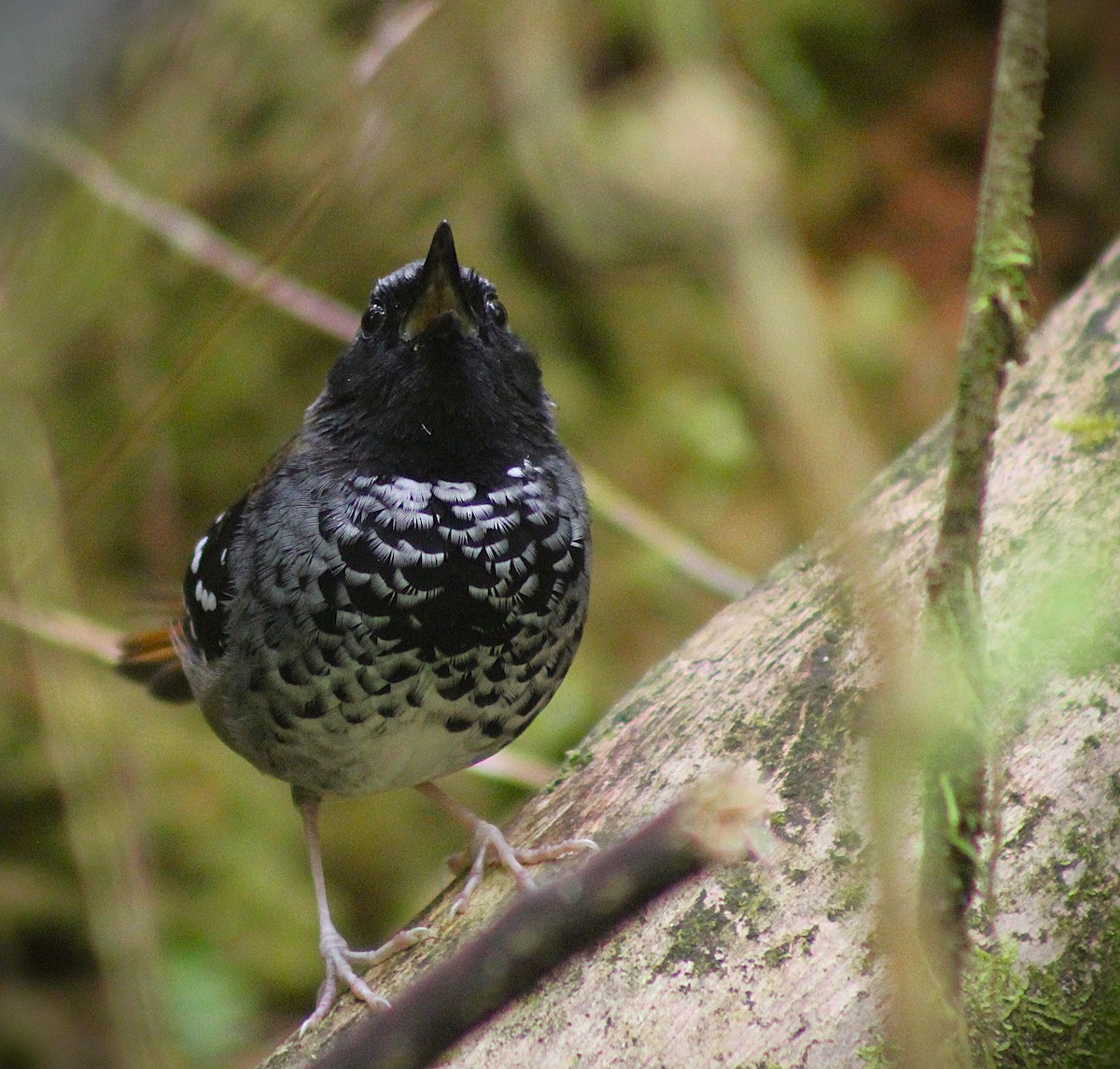 Покривник бразильський - ML645748367