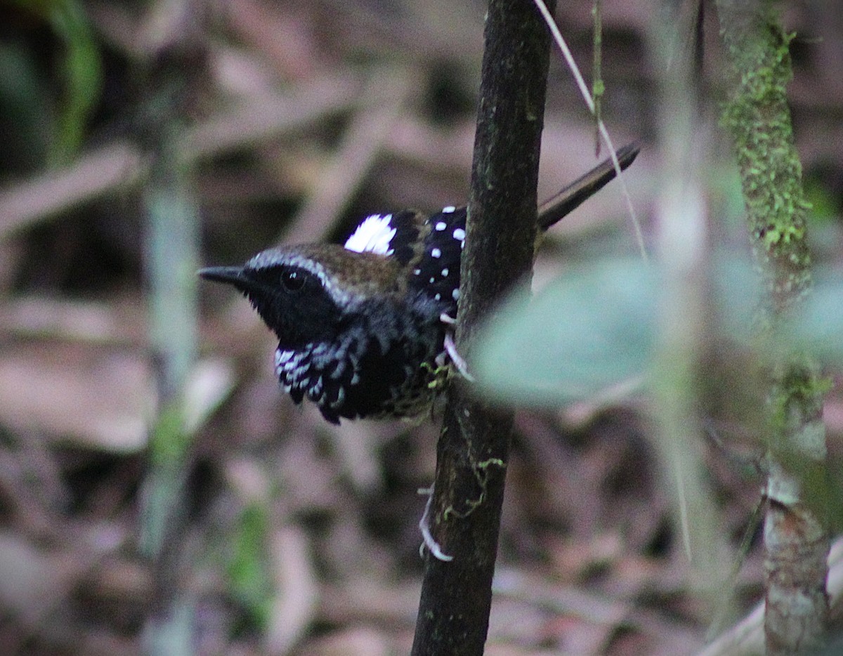 Покривник бразильський - ML645748368