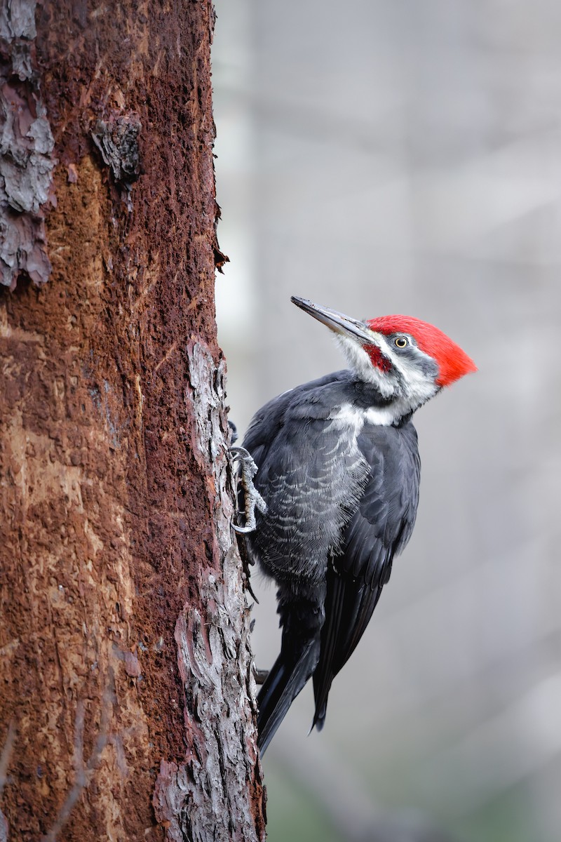 Pileated Woodpecker - ML645748373