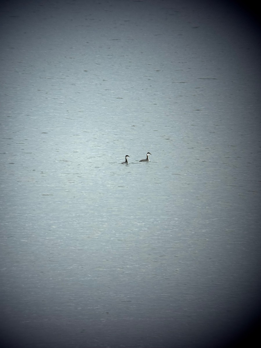 Horned Grebe - ML645748377