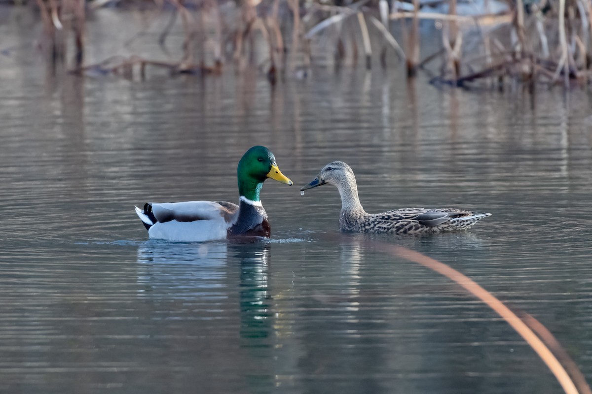 Mallard - ML645748392