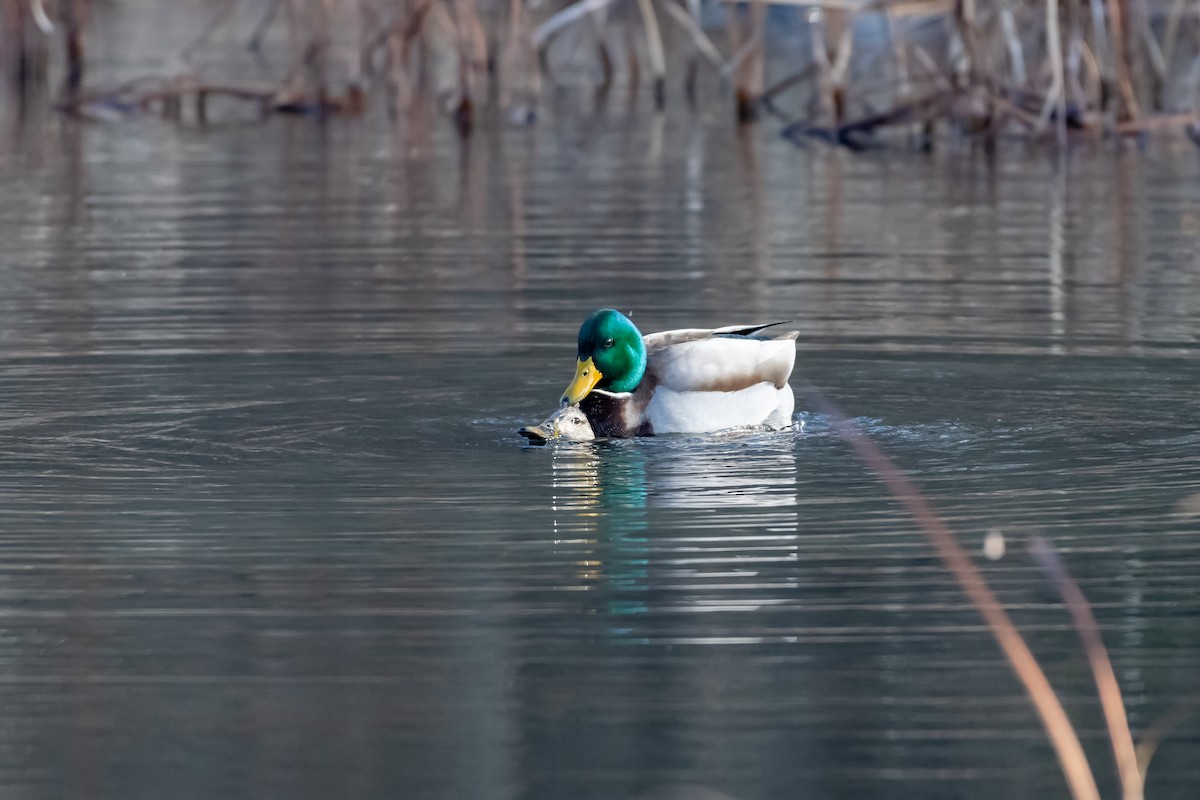 Mallard - ML645748412