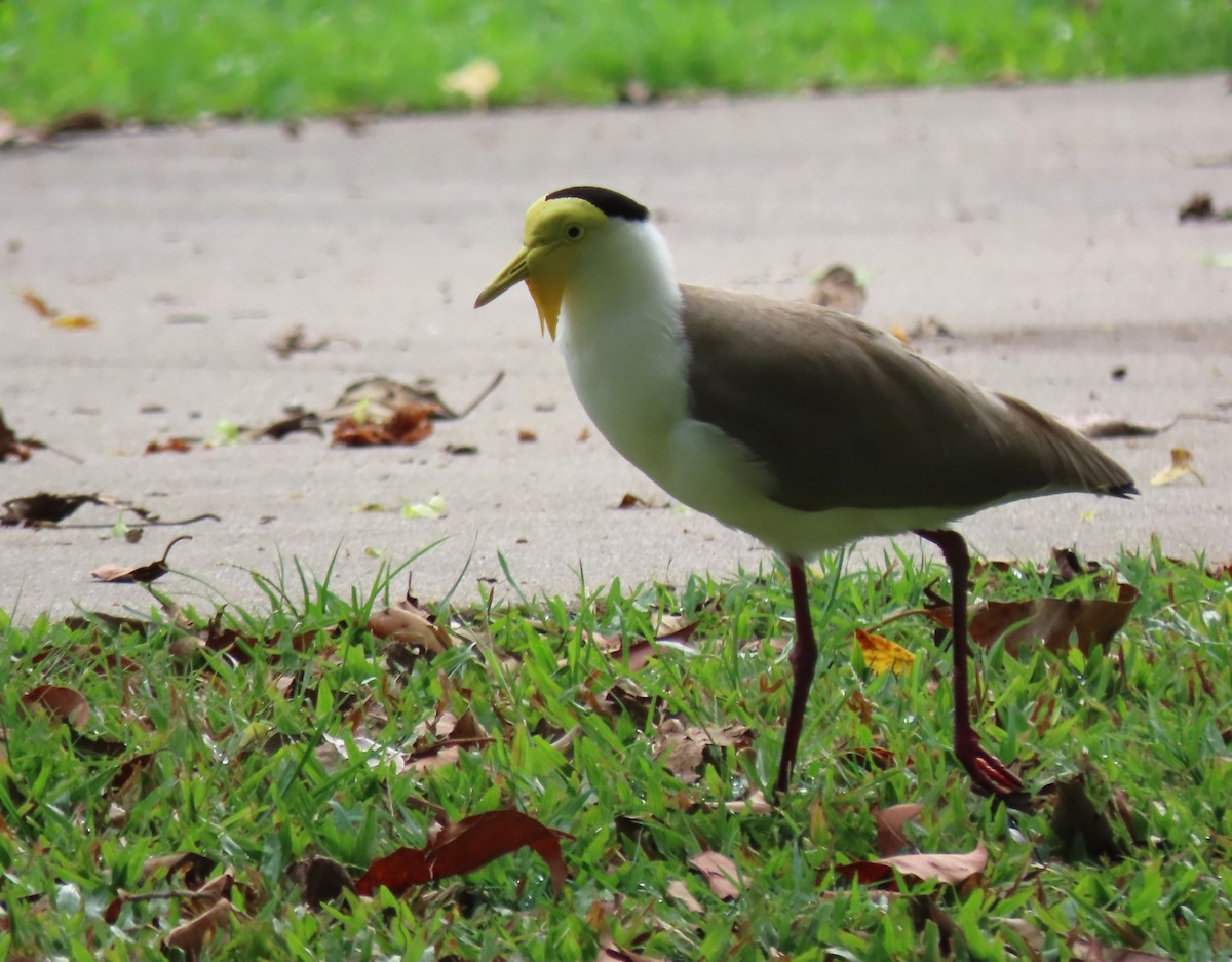 Hegabera maskaraduna - ML645748417