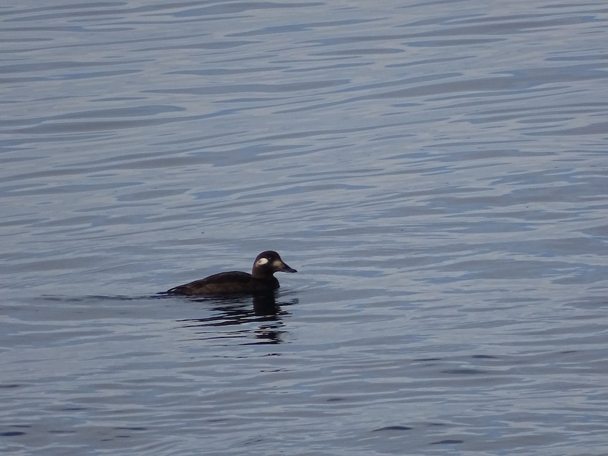 Ak Kanatlı Kadife Ördek - ML645748419