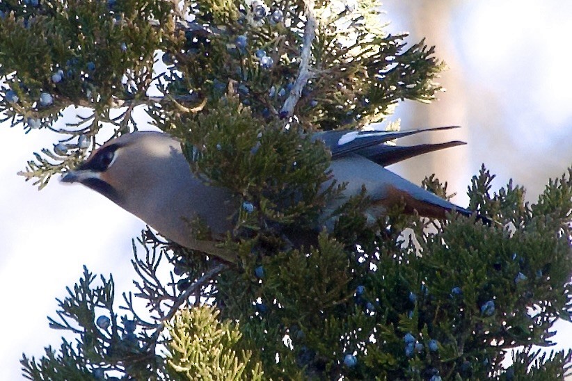 brkoslav severní - ML645748420