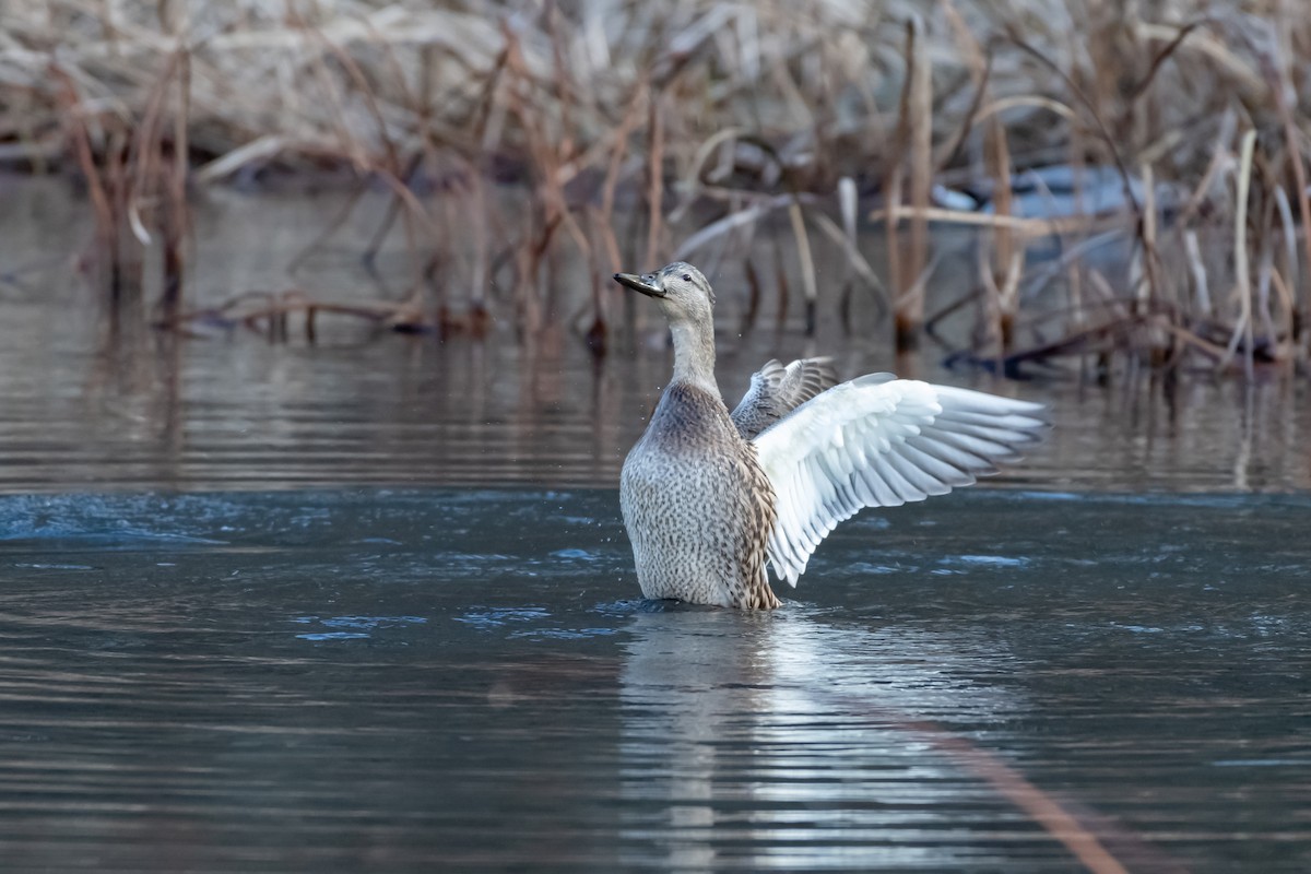 Mallard - ML645748423
