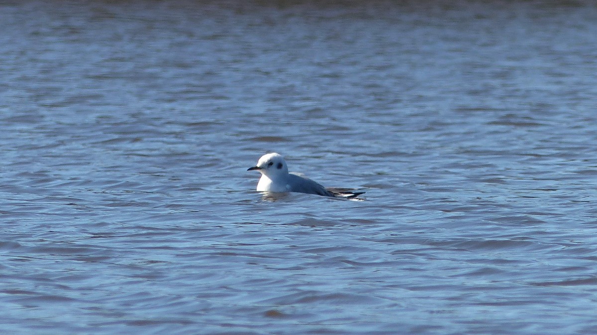 Bonaparte's Gull - ML645748438