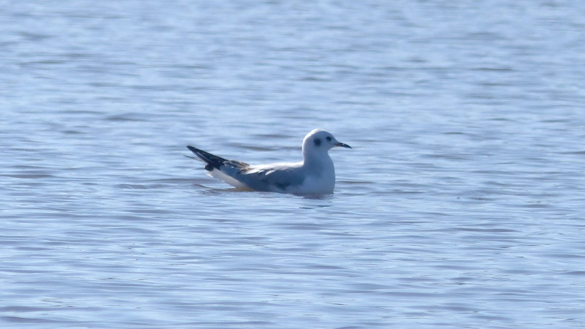 Bonaparte's Gull - ML645748439