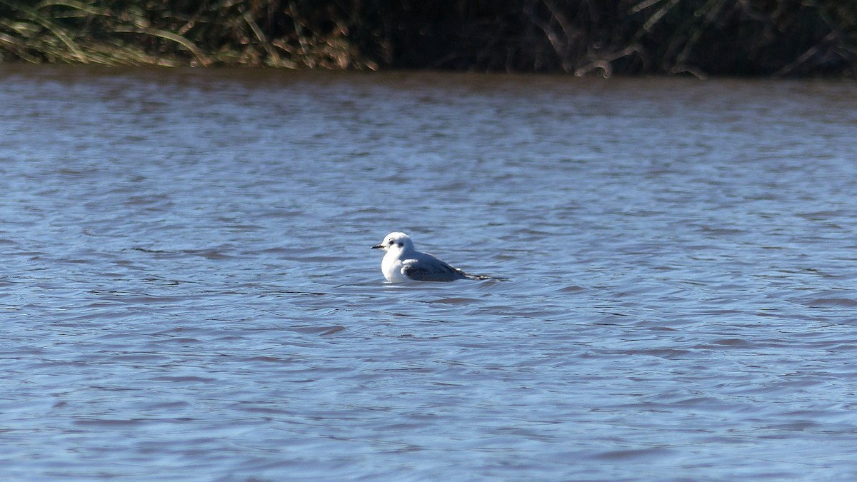 Bonaparte's Gull - ML645748440