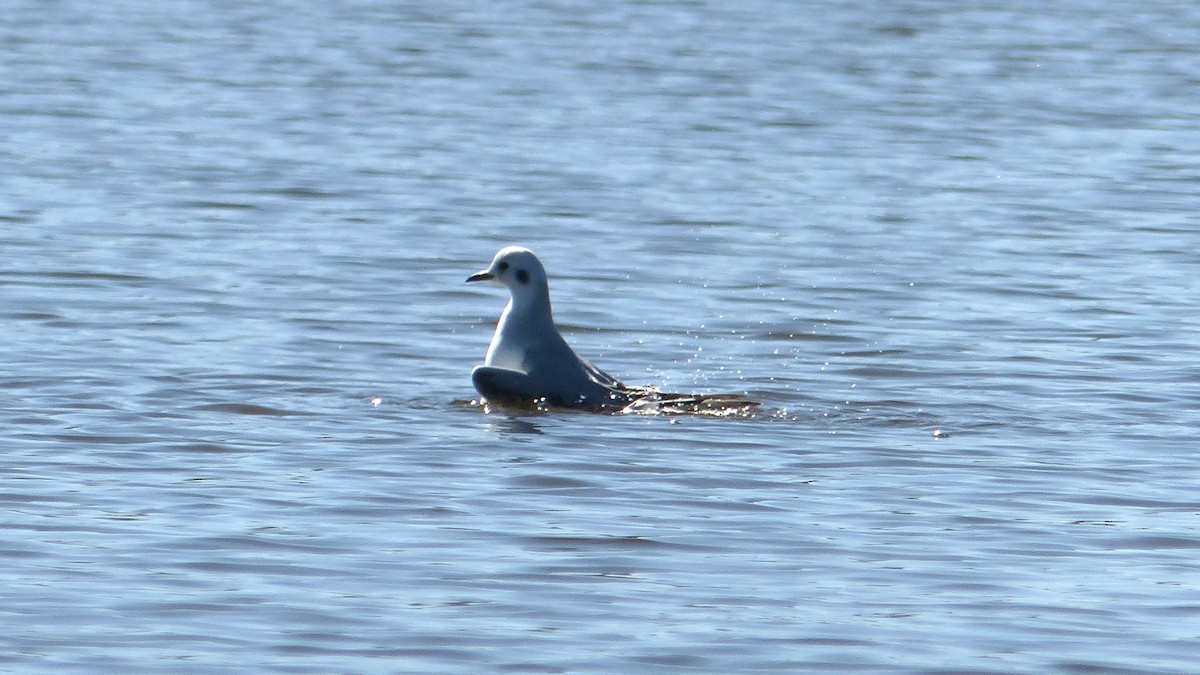 Bonaparte's Gull - ML645748441