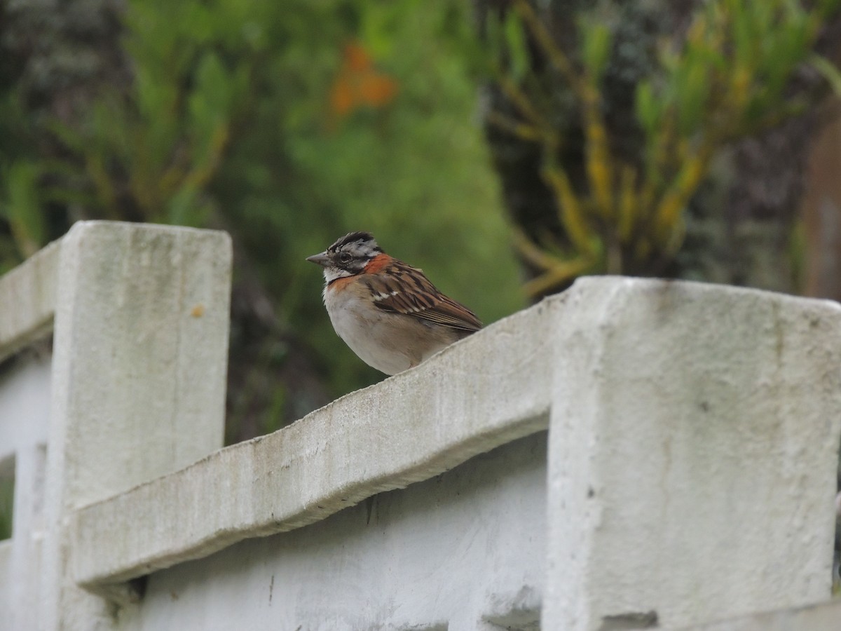 Rufous-collared Sparrow - ML645748450
