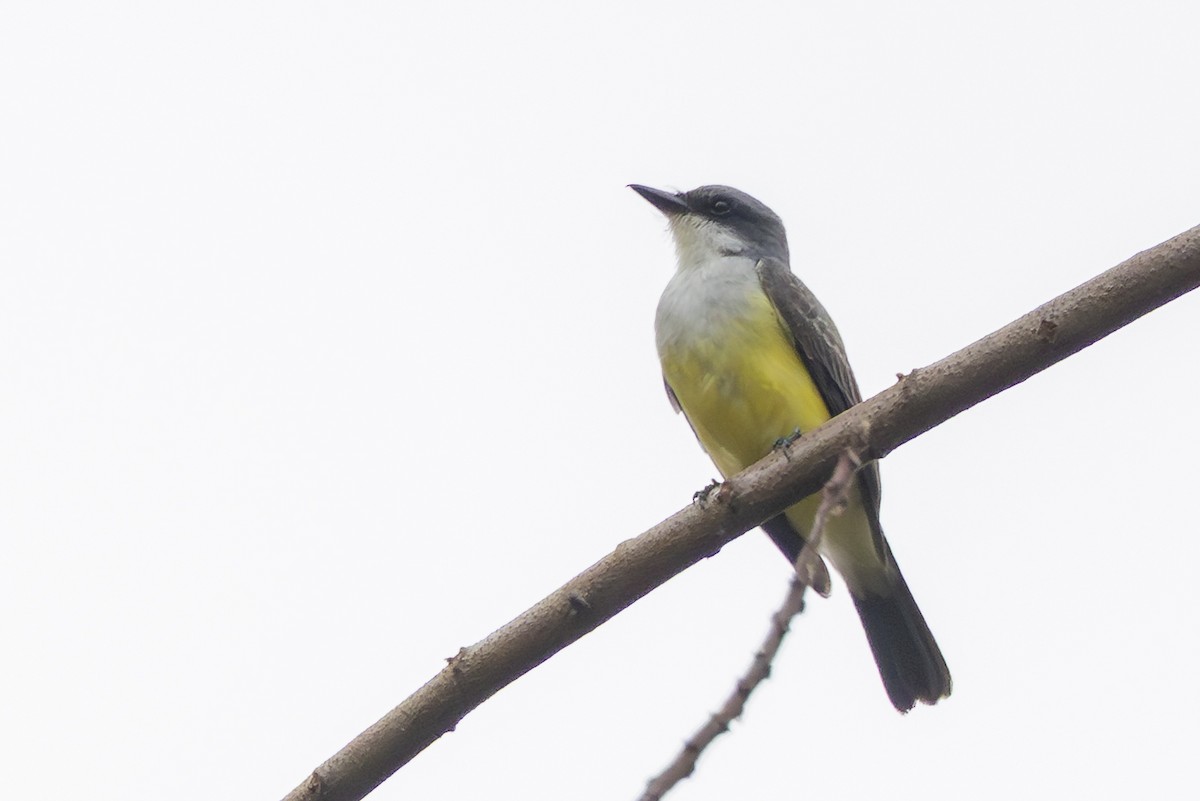 Snowy-throated Kingbird - ML645748458