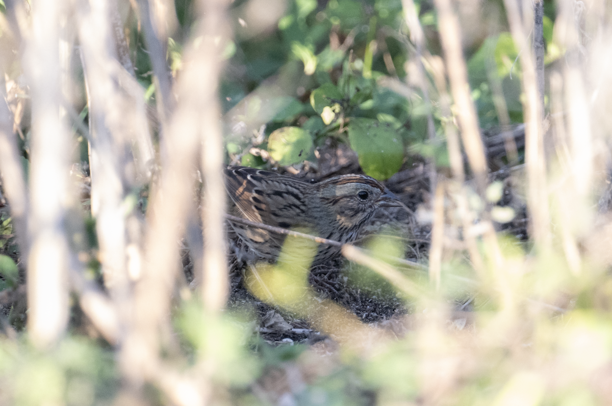 Lincoln's Sparrow - ML645748467