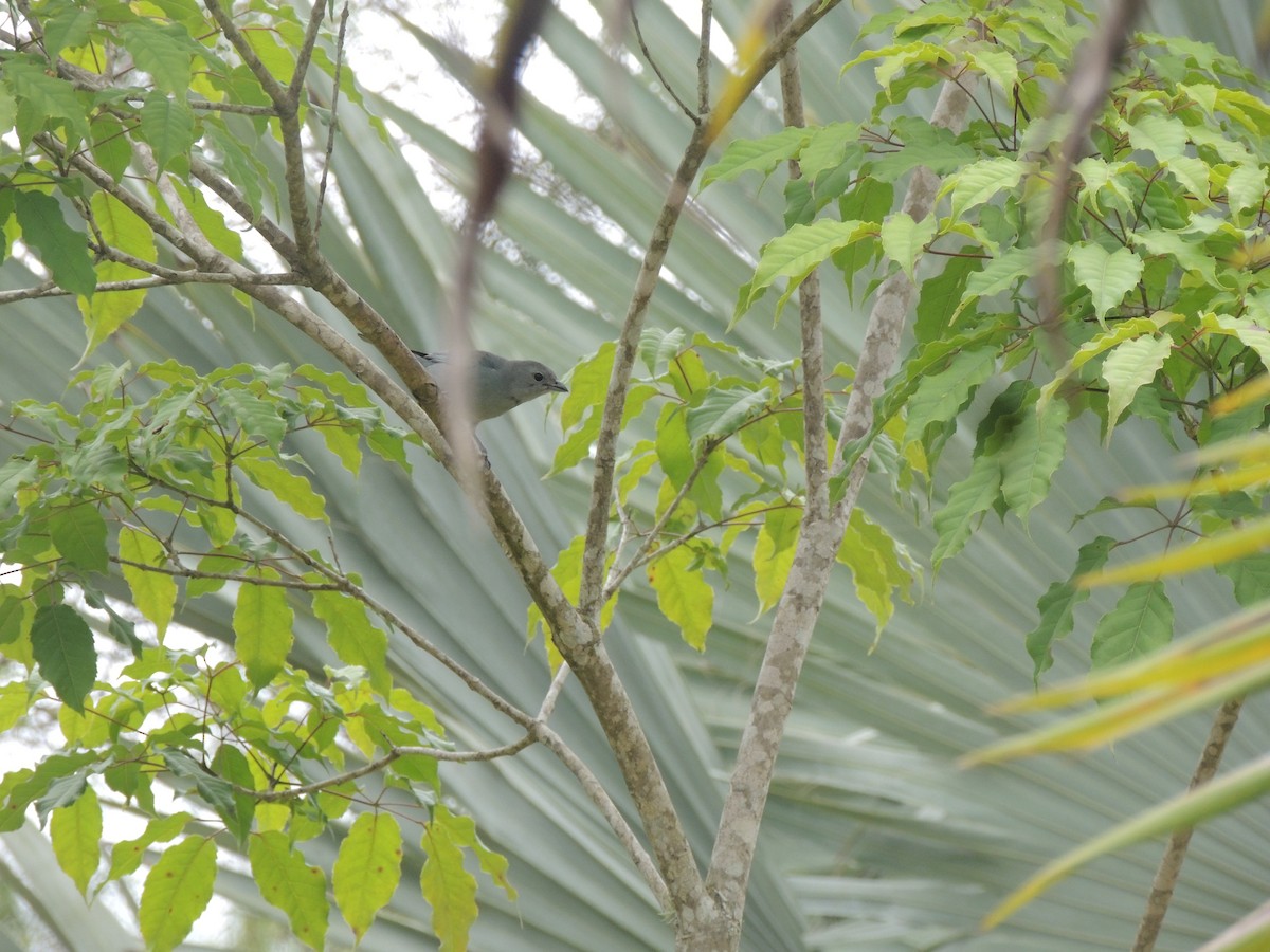 Sayaca Tanager - ML645748469