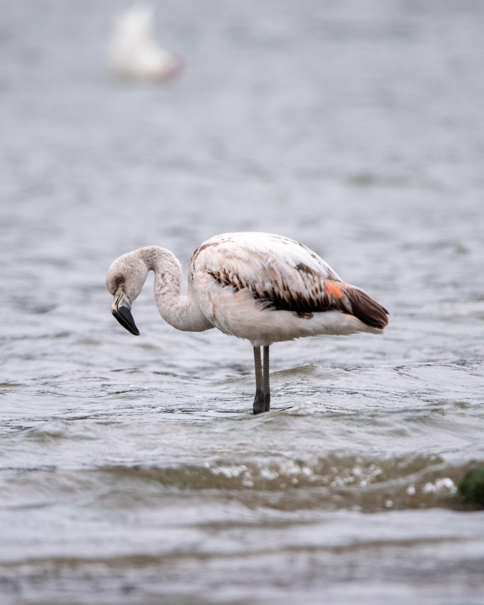 Chilean Flamingo - ML645748472