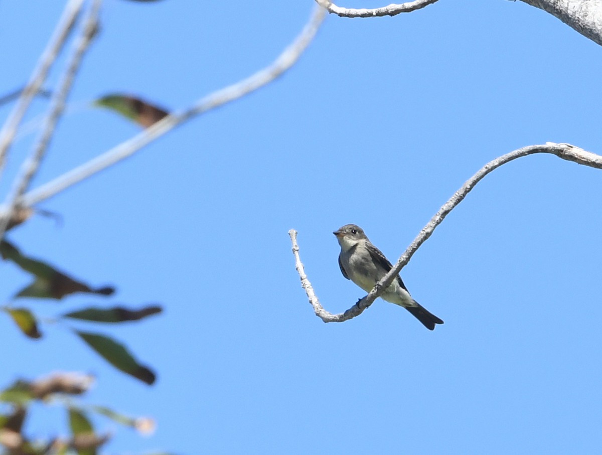 Western Wood-Pewee - ML645748474