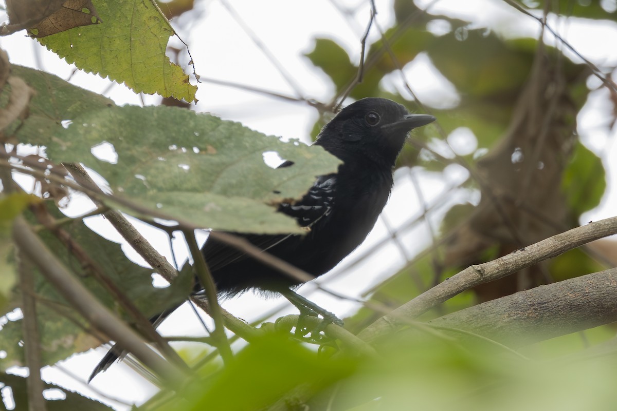 Jet Antbird - ML645748485