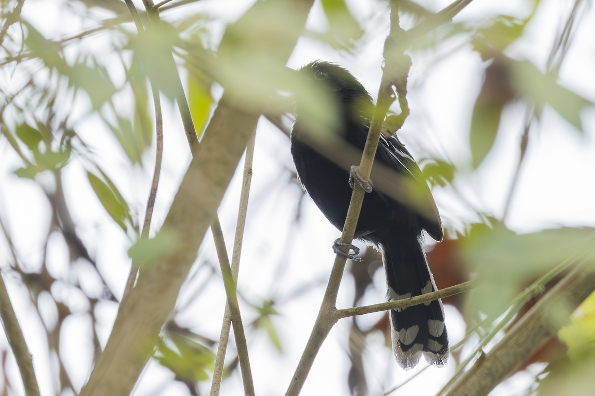 Jet Antbird - ML645748486