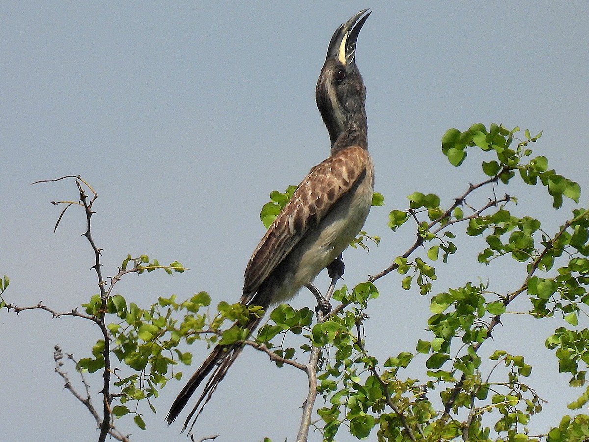 African Gray Hornbill - ML645748493