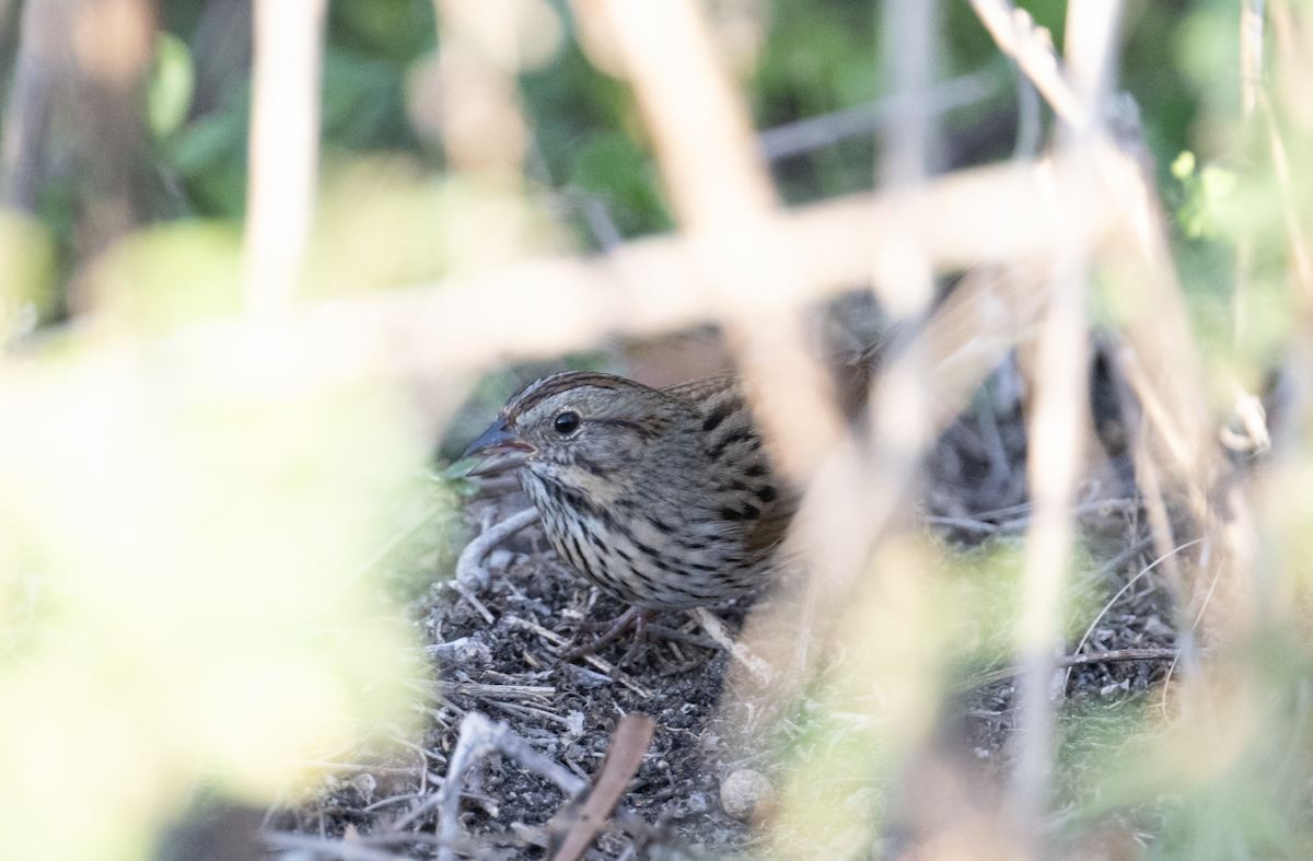 Lincoln's Sparrow - ML645748502