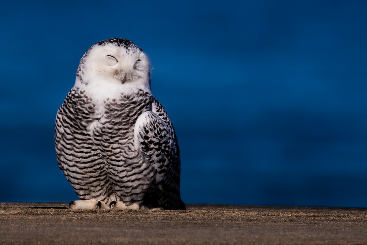 Kar Baykuşu - ML645748504