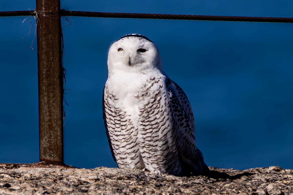 Kar Baykuşu - ML645748505