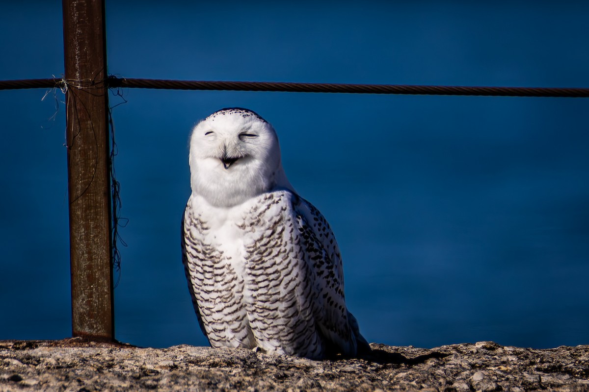 Kar Baykuşu - ML645748506