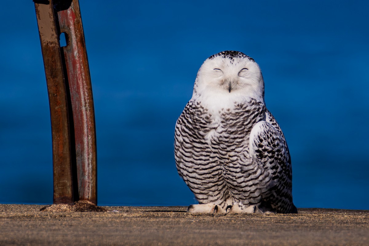 Kar Baykuşu - ML645748507