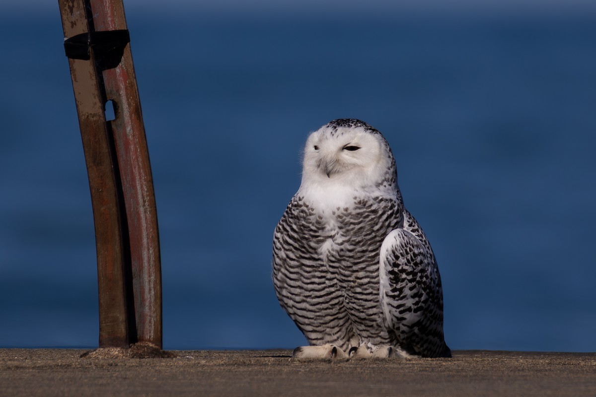 Kar Baykuşu - ML645748508