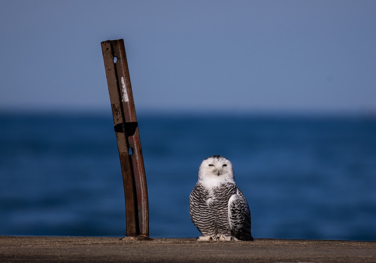 Kar Baykuşu - ML645748509