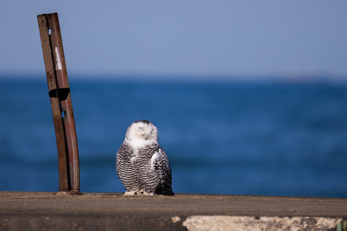 Kar Baykuşu - ML645748510