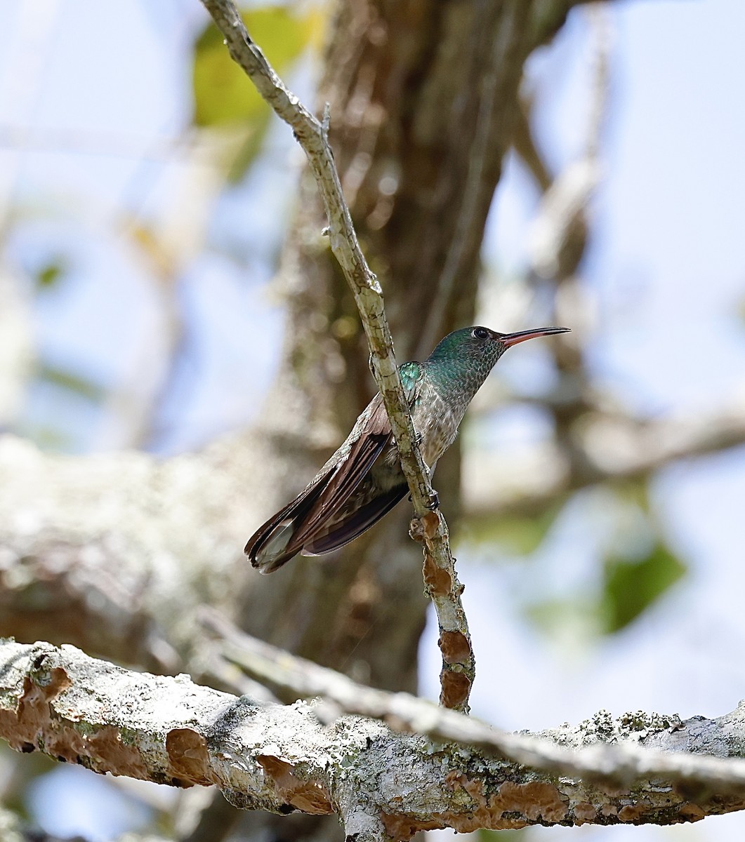 Чешуйчатогрудый саблекрыл - ML645748524