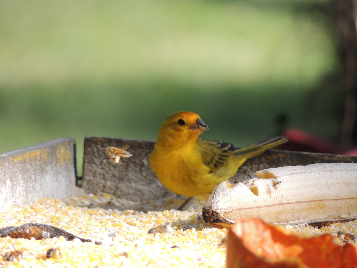 Saffron Finch - ML645748525