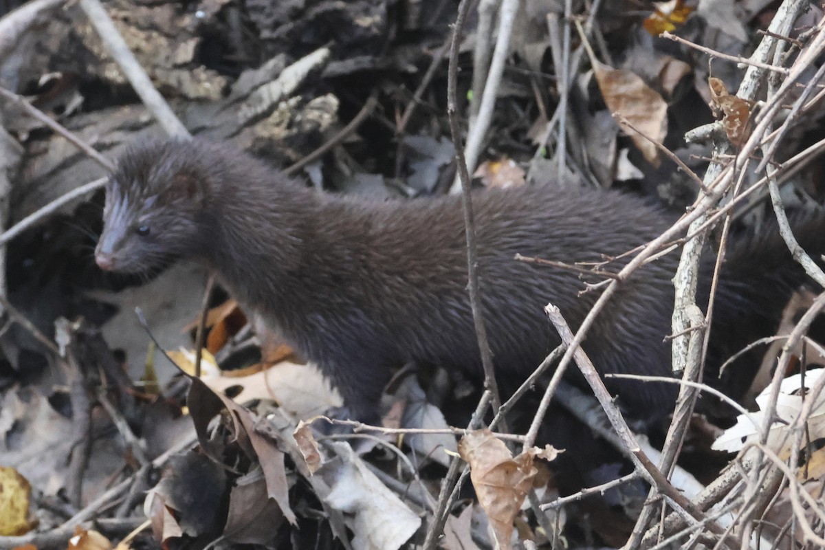 American Mink - ML645748533