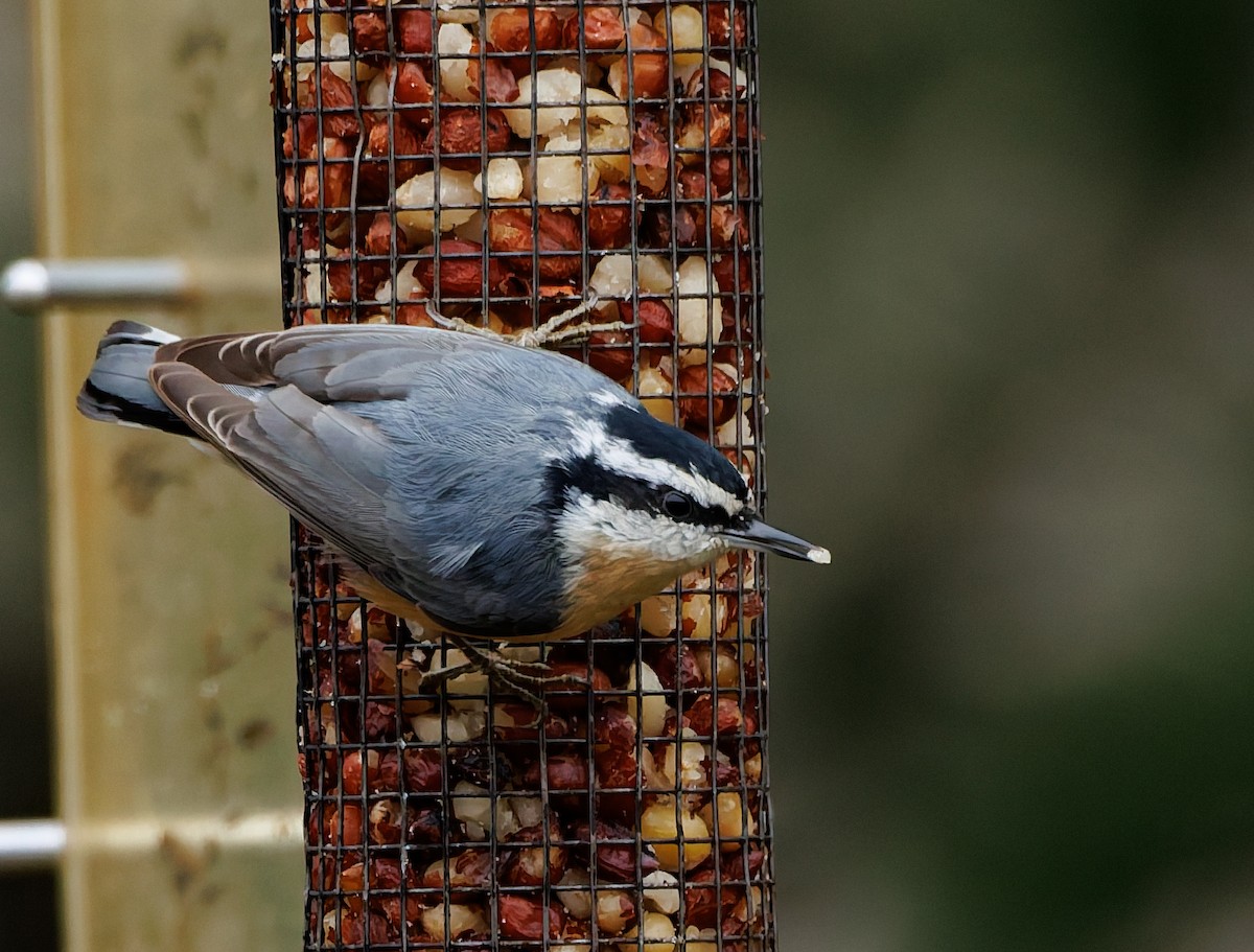 Red-breasted Nuthatch - ML645748543
