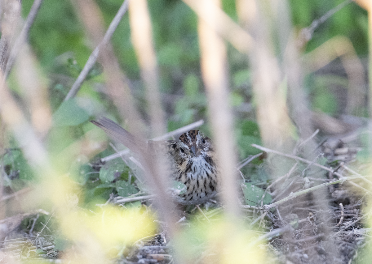 Lincoln's Sparrow - ML645748550