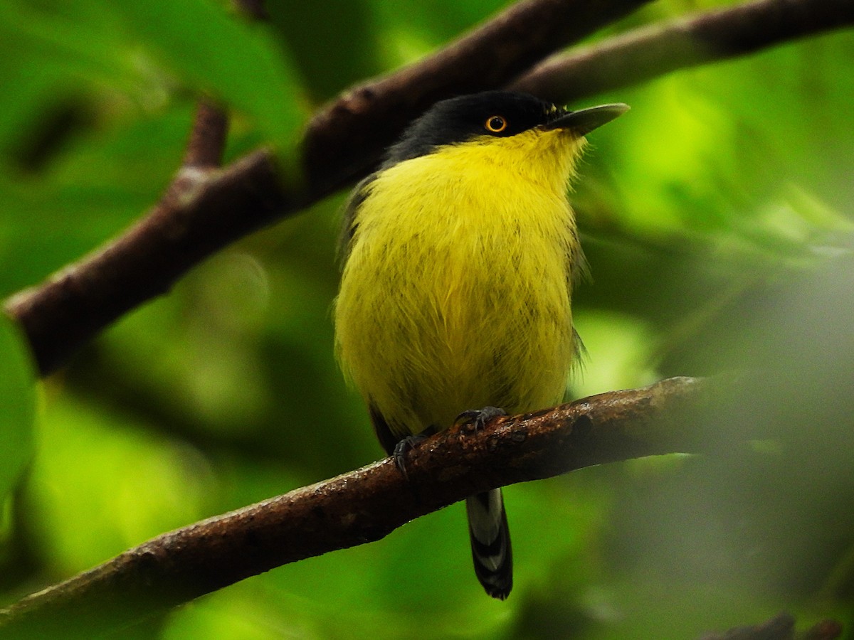 Common Tody-Flycatcher - ML645748551