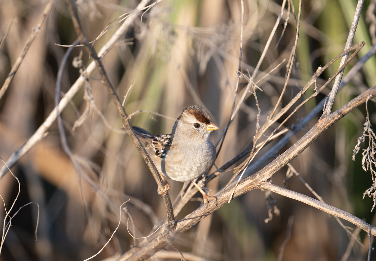 White-crowned Sparrow - ML645748554