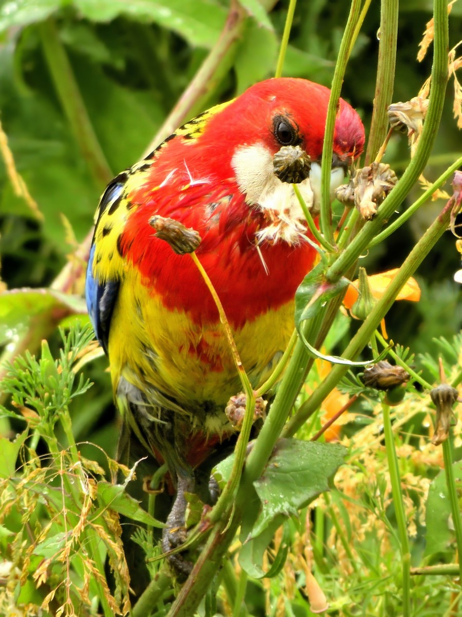 Eastern Rosella - ML645748594