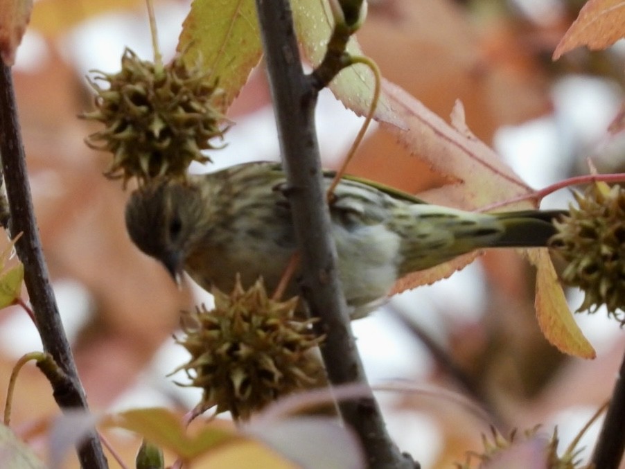 Pine Siskin - ML645748595