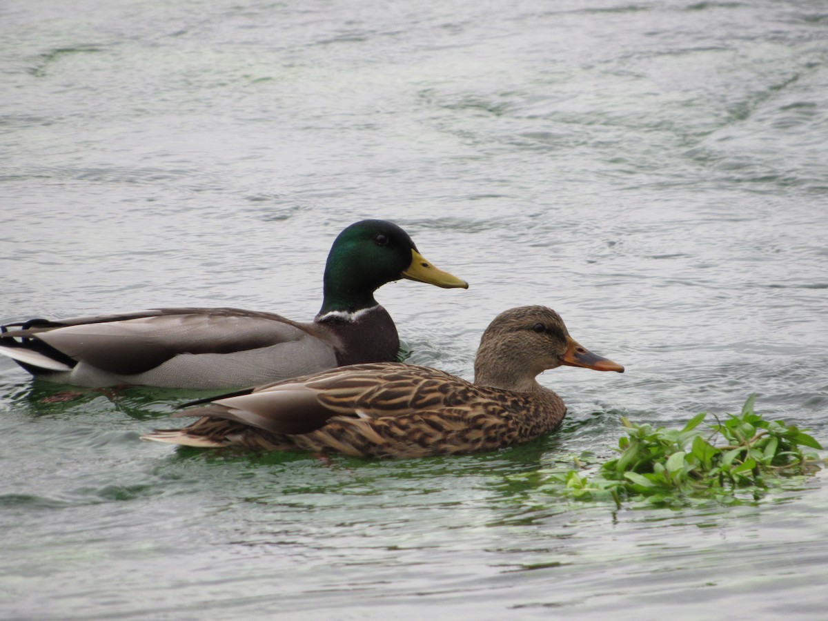 綠頭鴨 - ML645748596