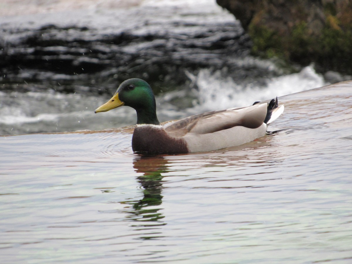 綠頭鴨 - ML645748597