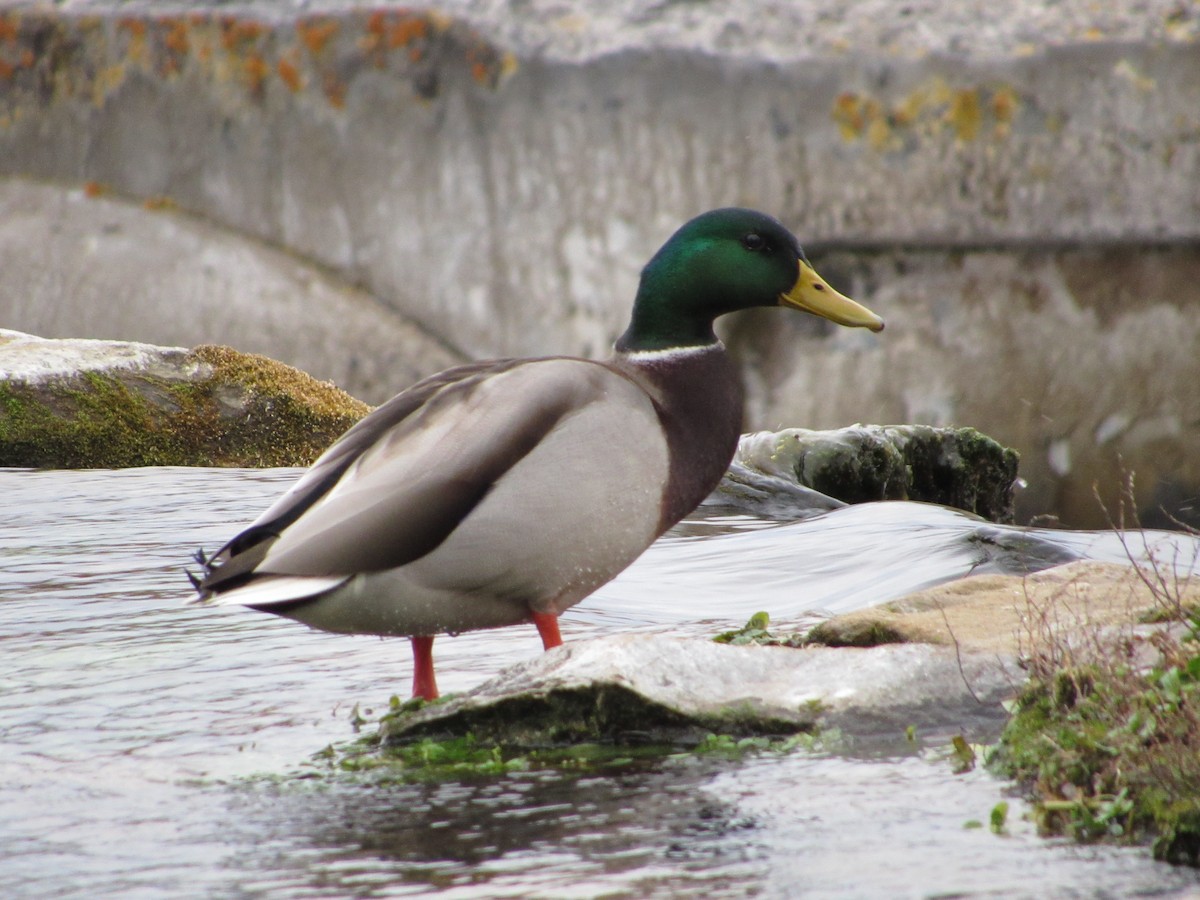 綠頭鴨 - ML645748598