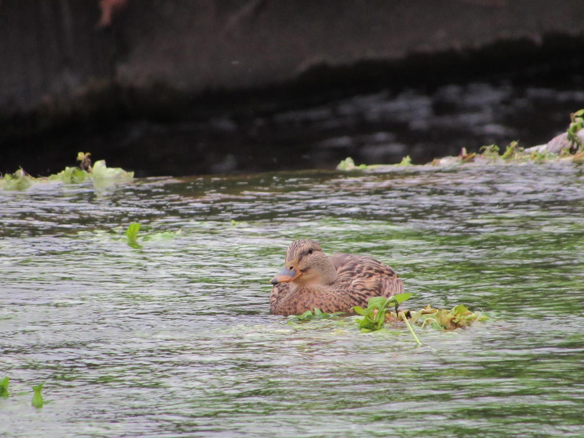 綠頭鴨 - ML645748599