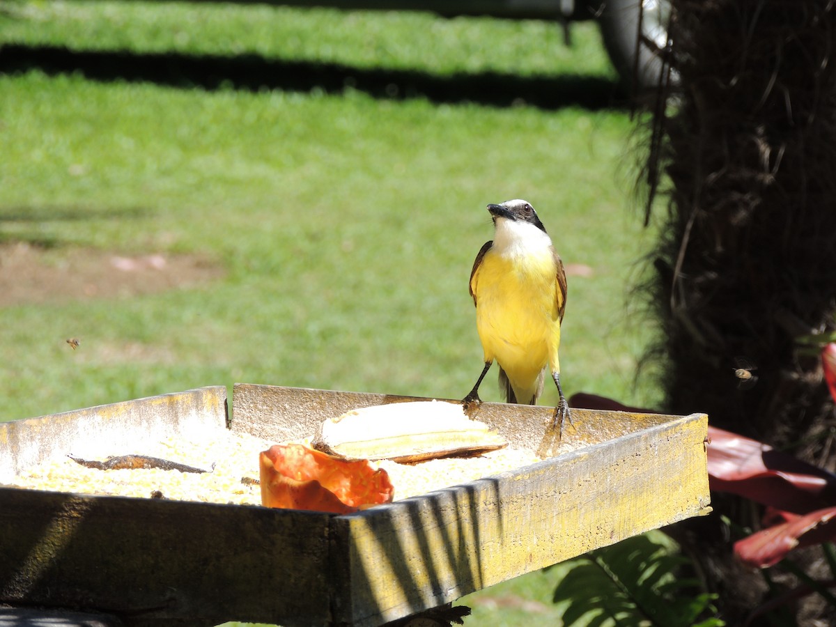Great Kiskadee - ML645748612