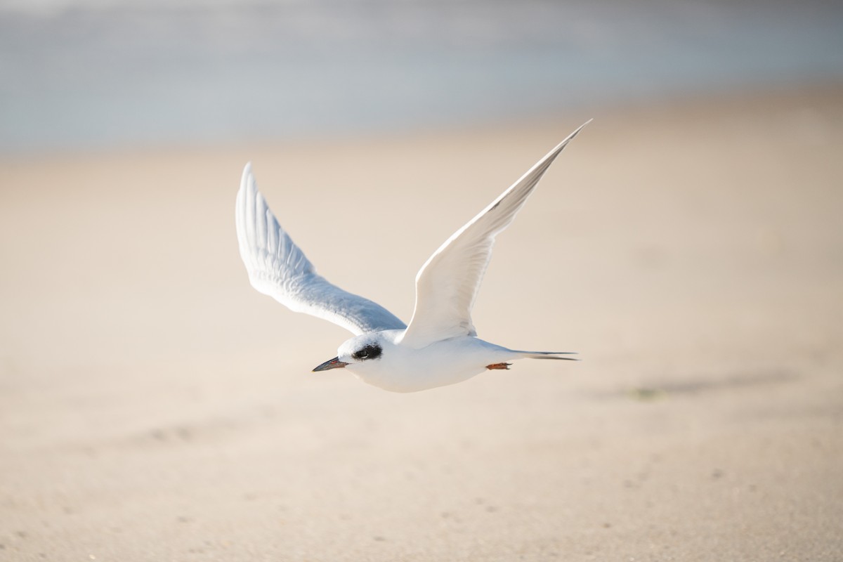 Forster's Tern - ML645748616