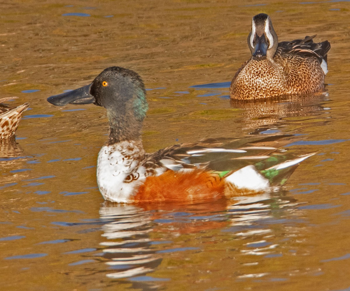 Northern Shoveler - ML645748624